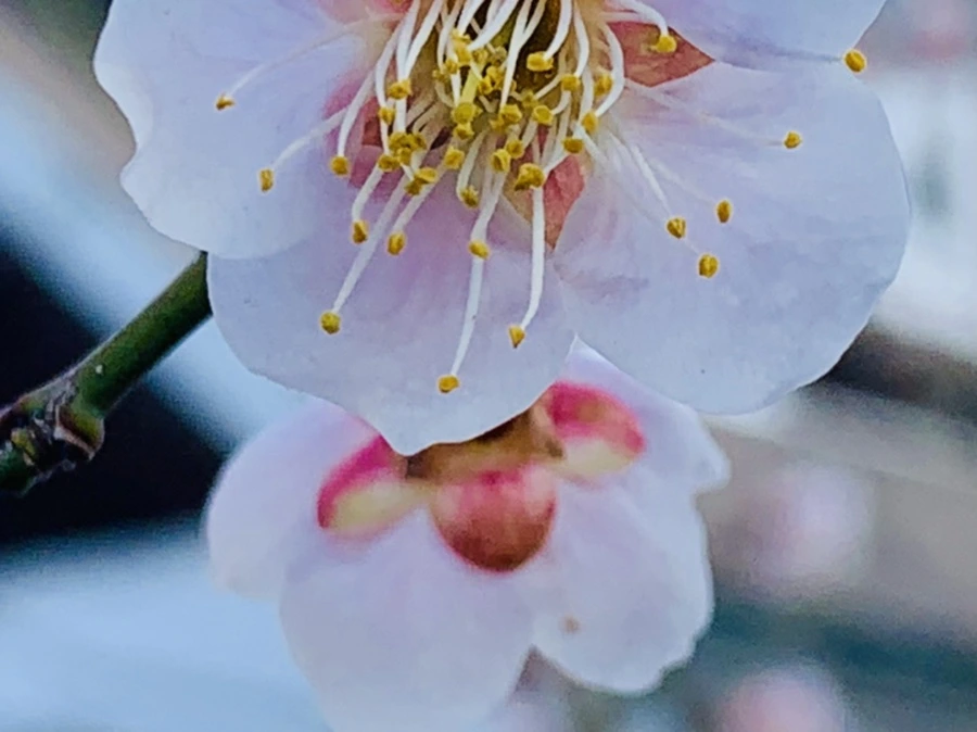 IMG_1030.jpg?type=w966