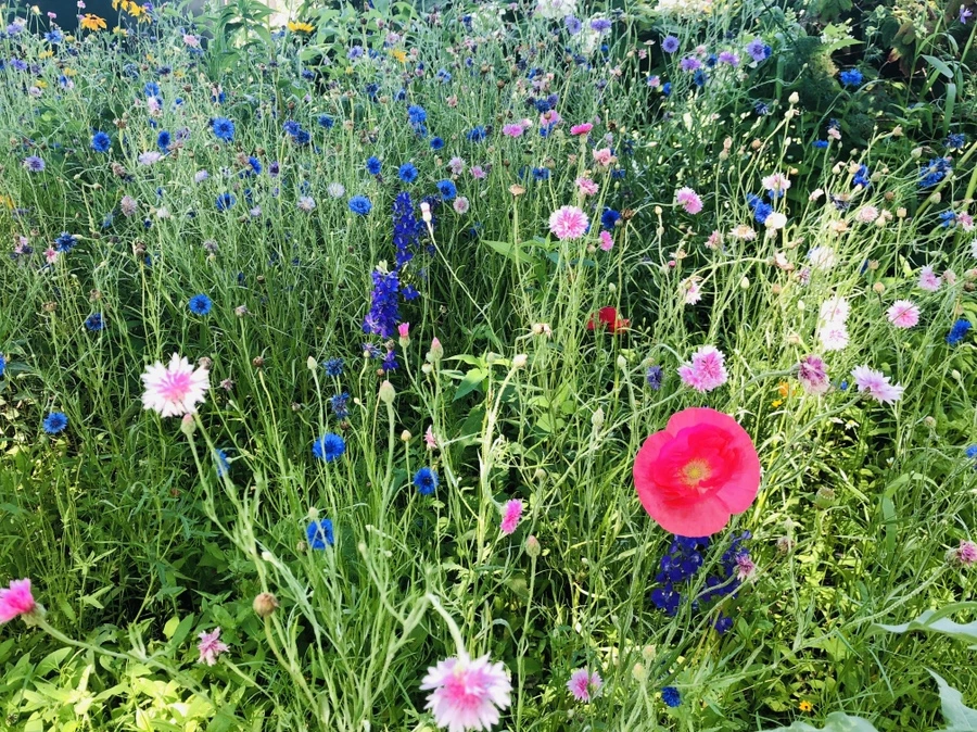 IMG_6483.jpg?type=w966