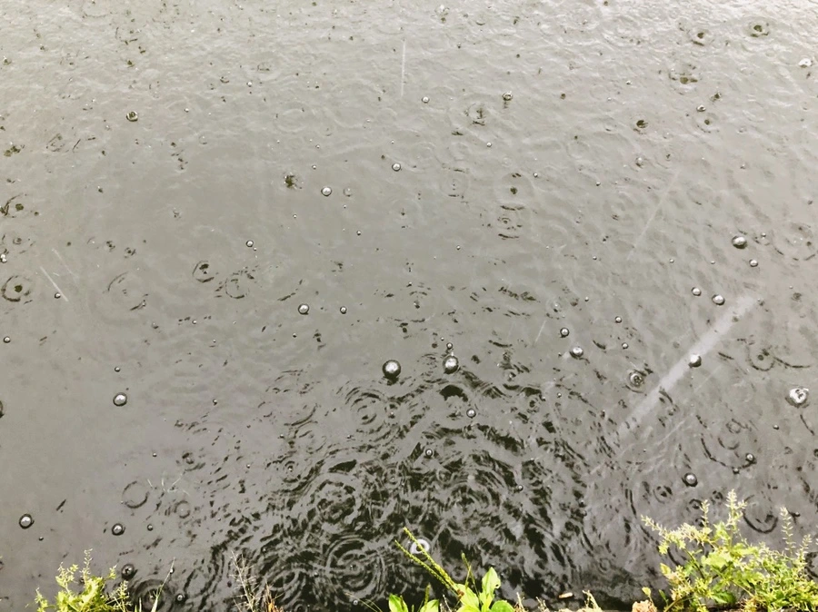 IMG_5096.jpg?type=w966