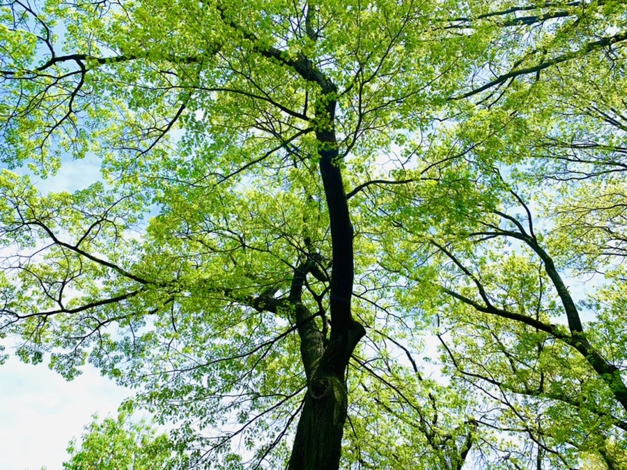 IMG_9530.jpg?type=w966