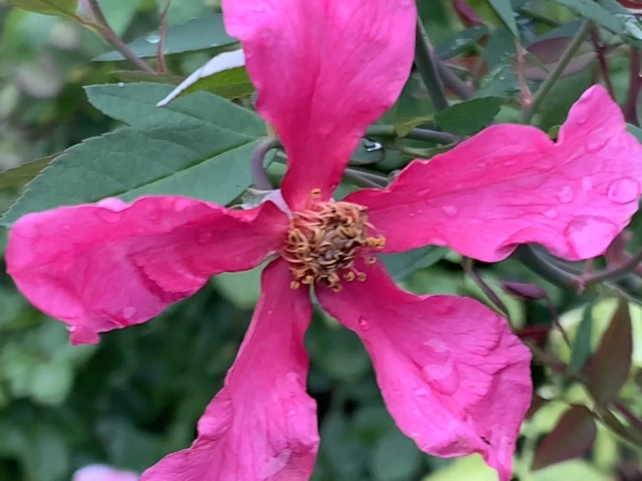 IMG_0926.jpg?type=w966