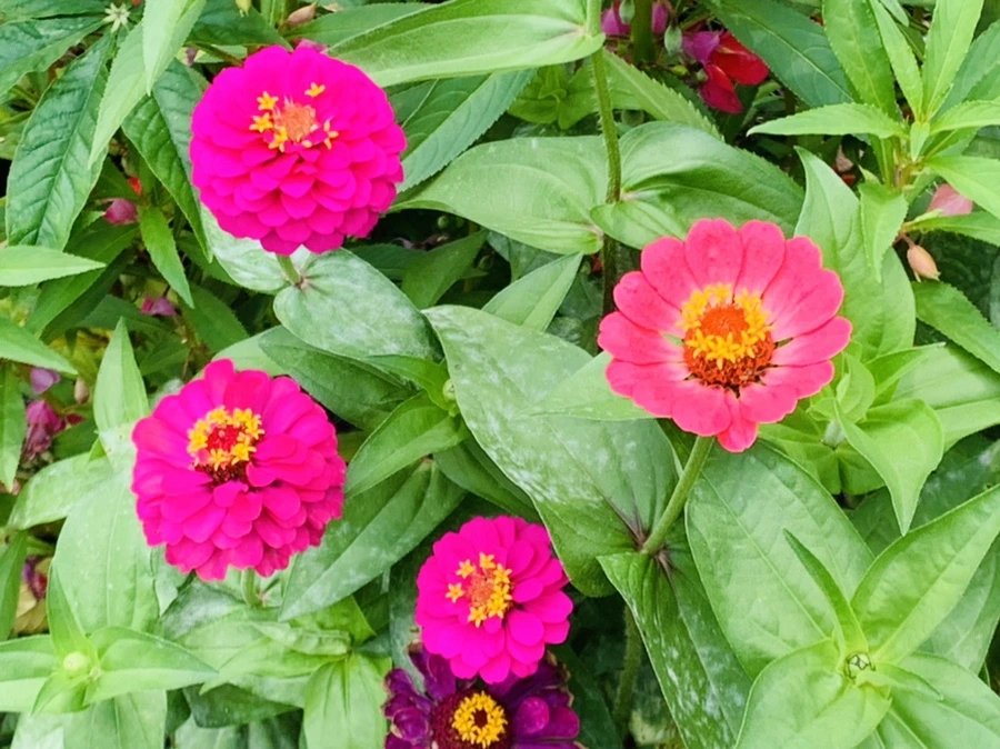 IMG_1169.jpg?type=w966