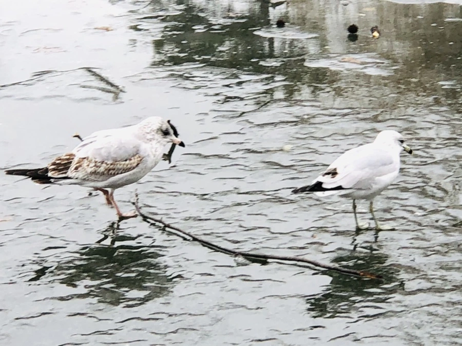 IMG_3153.jpg?type=w966