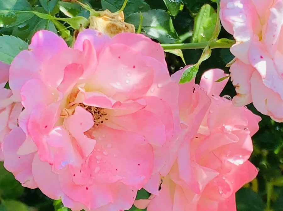 IMG_8458.jpg?type=w966