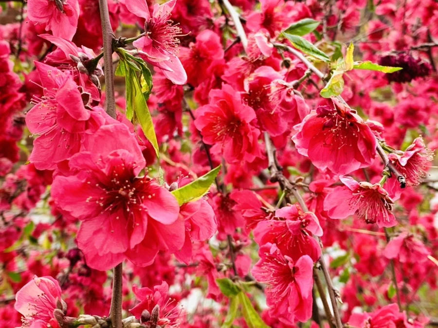 IMG_7967.jpg?type=w966