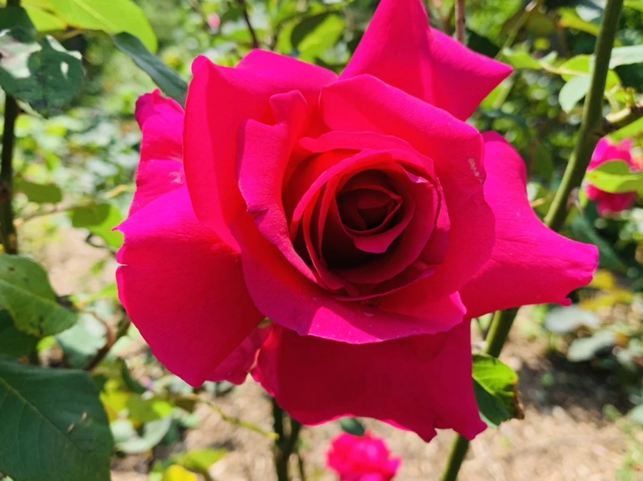 IMG_4273.jpg?type=w966