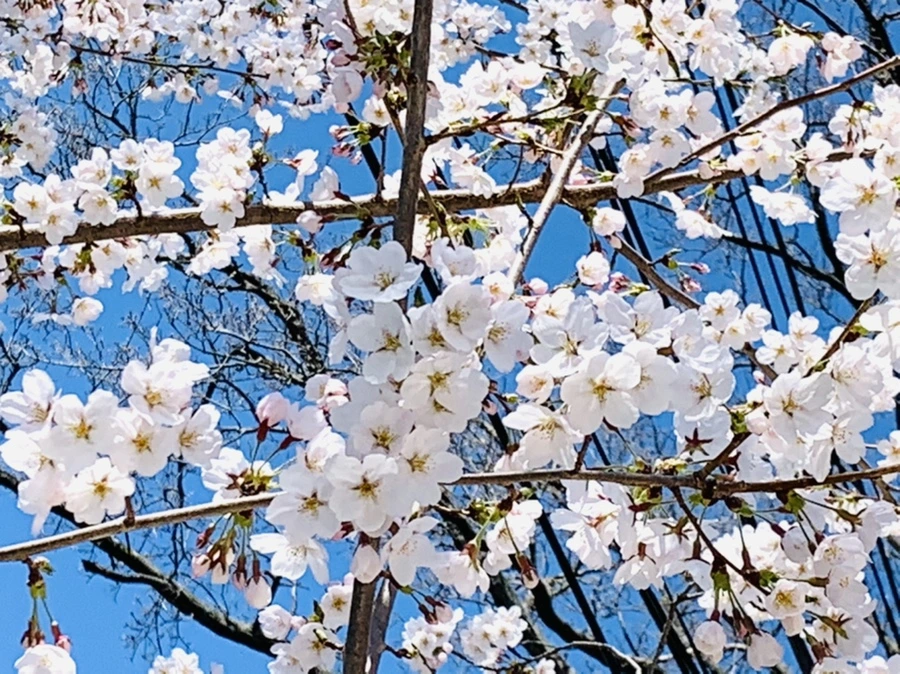 IMG_8424.jpg?type=w966