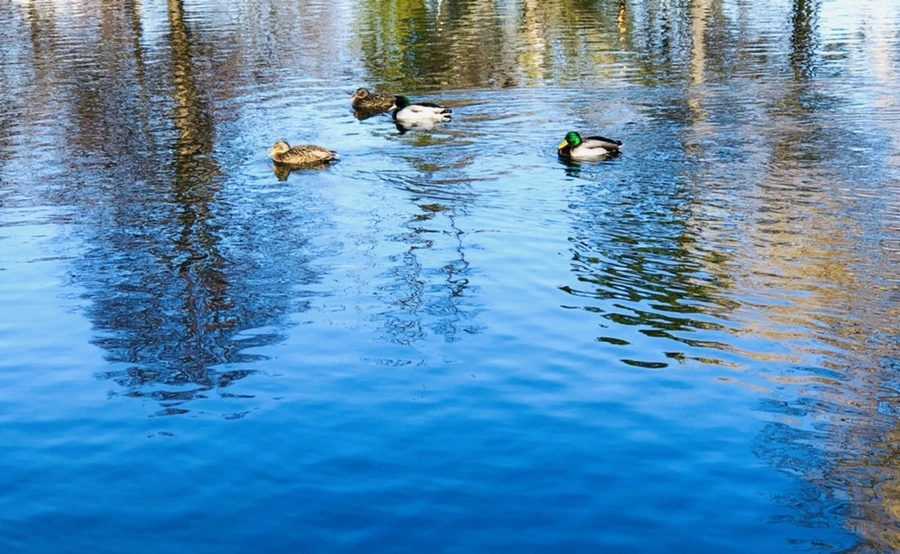 IMG_9754.jpg?type=w966