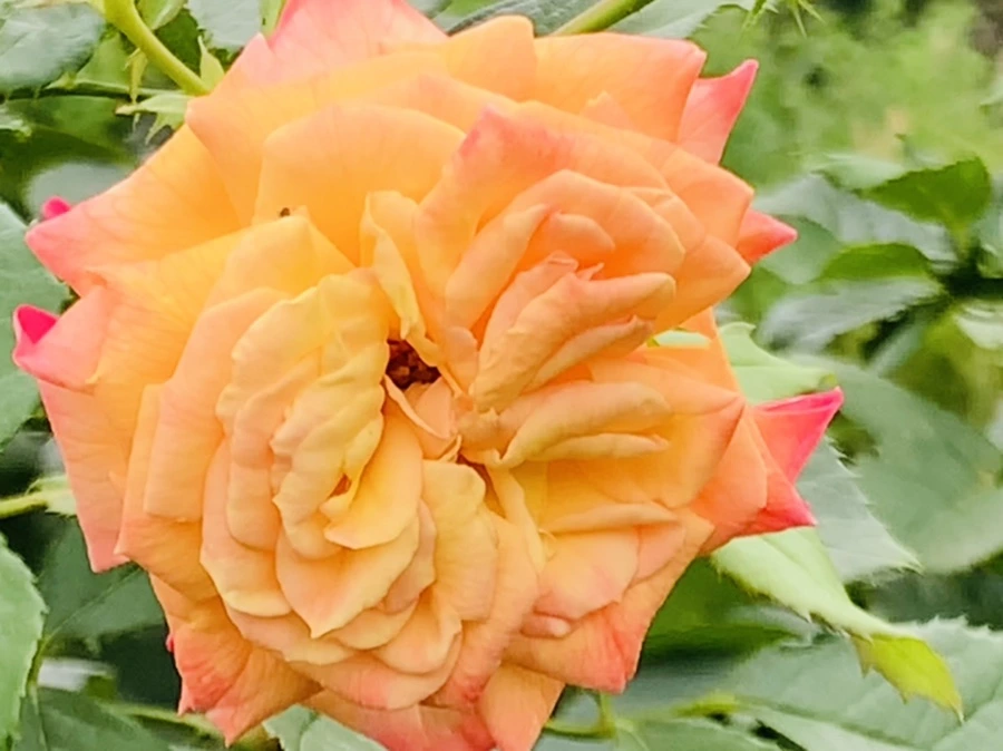 IMG_6944.jpg?type=w966