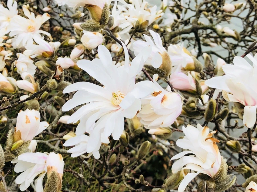 IMG_3819.jpg?type=w966