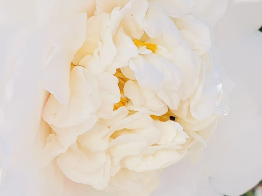 IMG_8608.jpg?type=w966