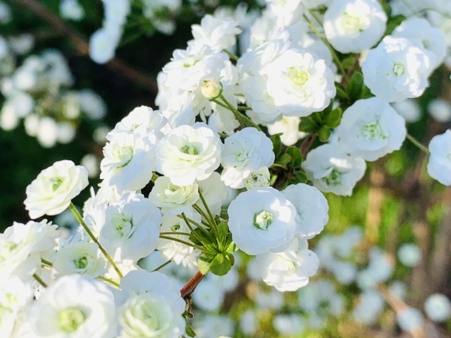 IMG_3268.jpg?type=w966