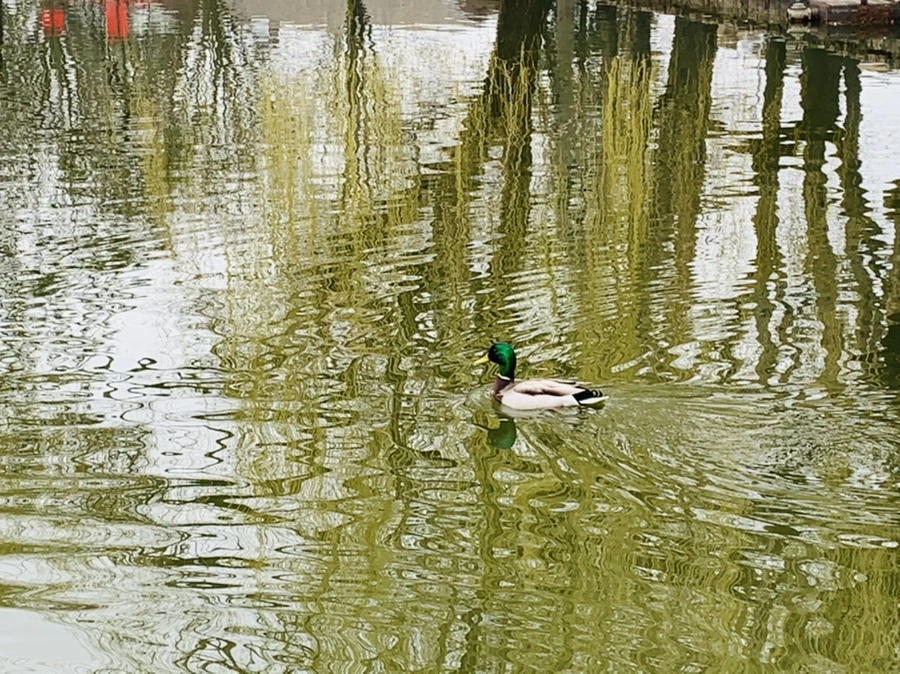 IMG_3831.jpg?type=w966