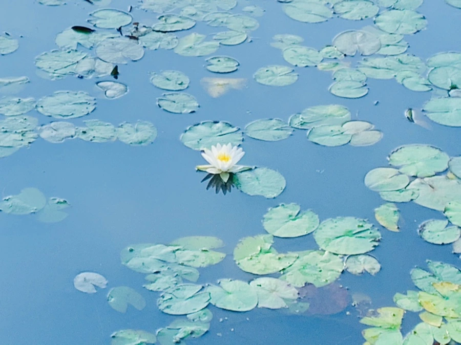 IMG_5925.jpg?type=w966