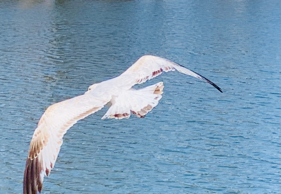 IMG_9296.jpg?type=w966