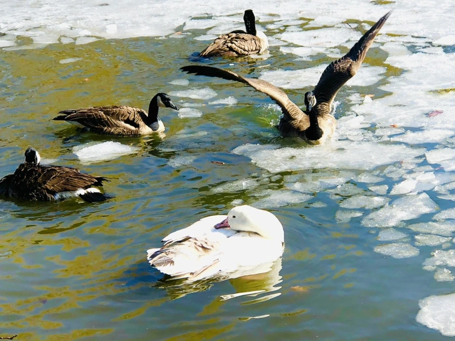 IMG_5291.jpg?type=w966