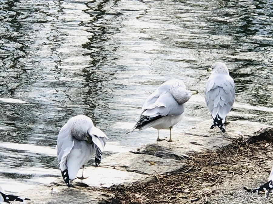 IMG_8726.jpg?type=w966