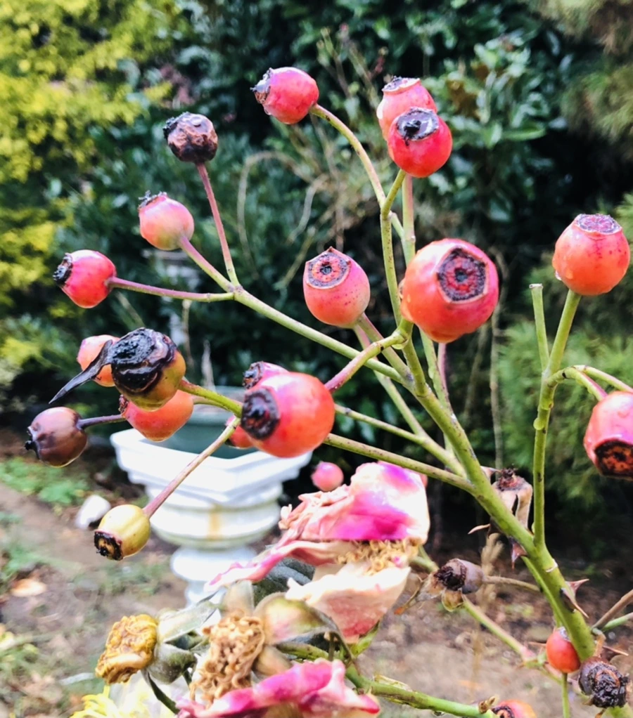 IMG_8159.jpg?type=w966