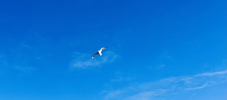 IMG_1307.jpg?type=w966