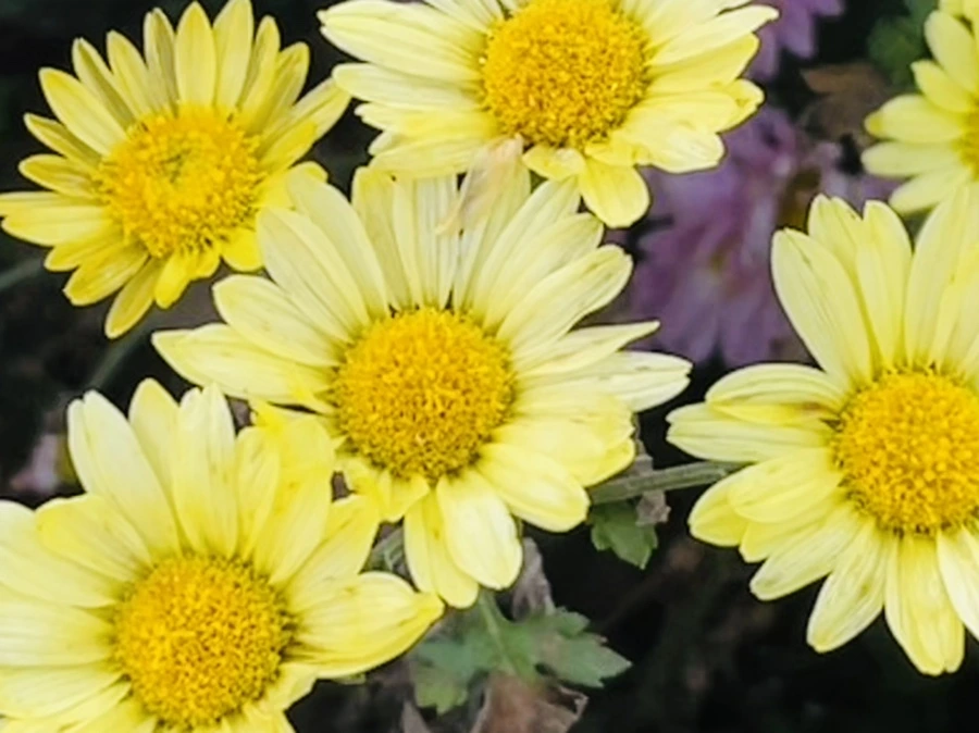 IMG_1175.jpg?type=w966