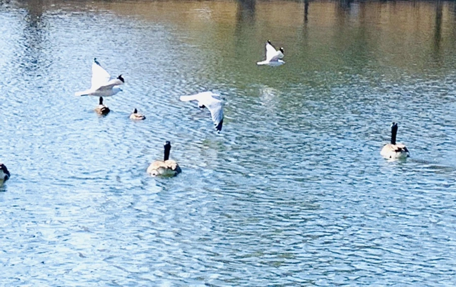 IMG_9358.jpg?type=w966