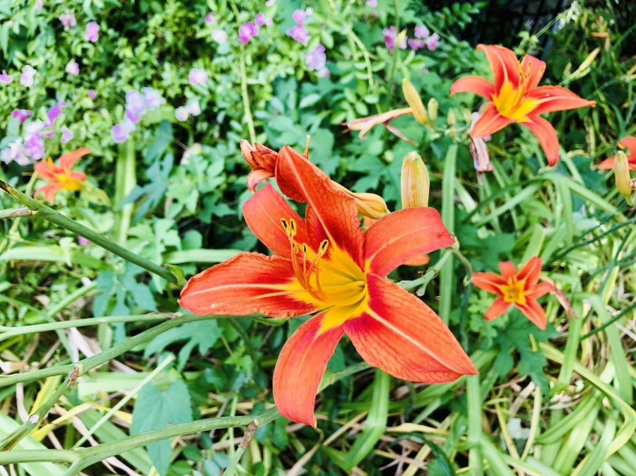 IMG_0332.jpg?type=w966