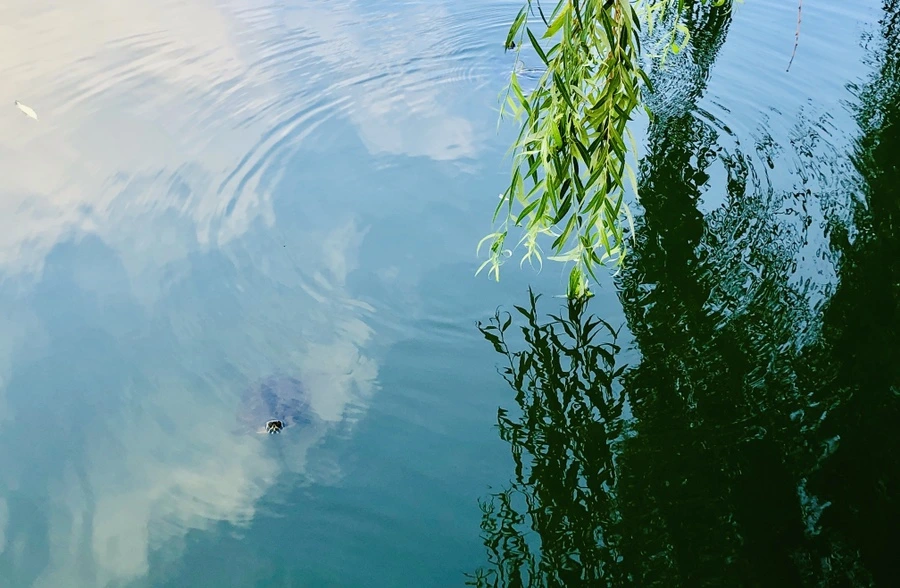 IMG_1654.jpg?type=w966