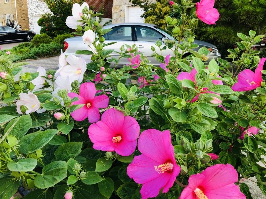 IMG_3561.jpg?type=w966