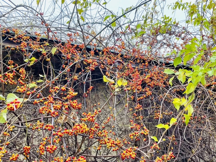 IMG_6214.jpg?type=w966