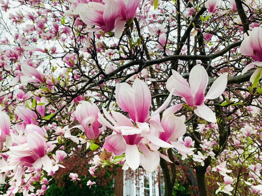 IMG_2359.jpg?type=w966