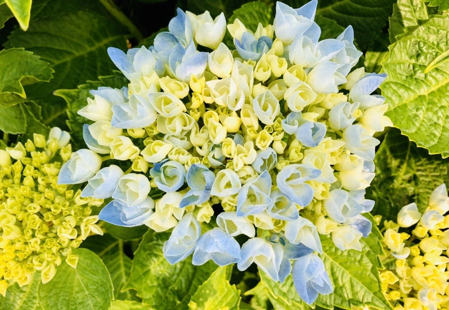 IMG_8706.jpg?type=w966