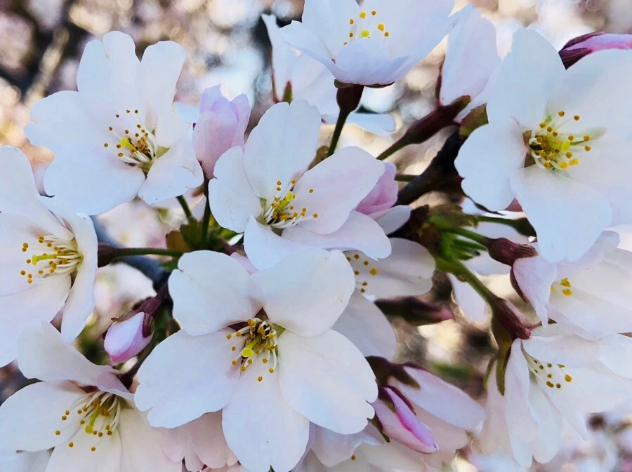 IMG_4522.jpg?type=w966