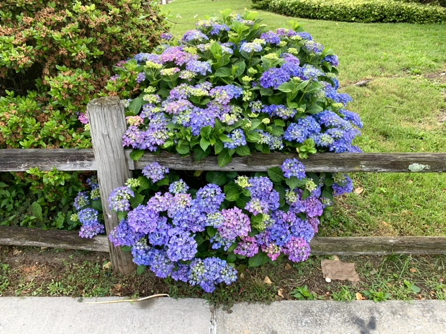 IMG_5027.jpg?type=w966