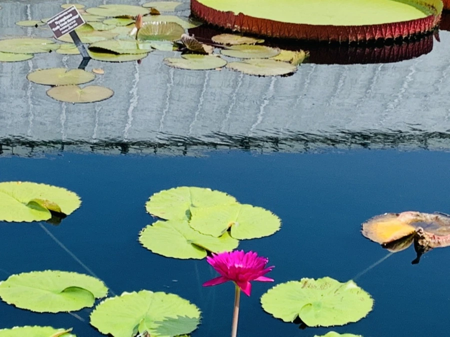 IMG_8984.jpg?type=w966