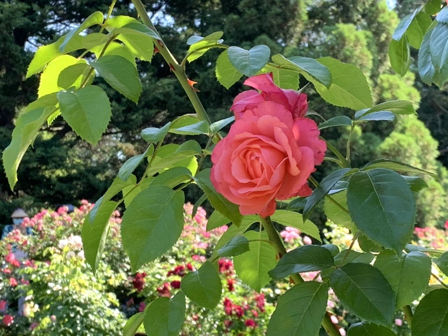 IMG_3104.jpg?type=w966