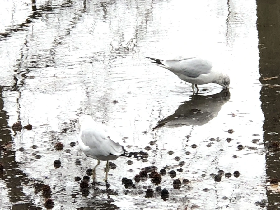 IMG_9437.jpg?type=w966