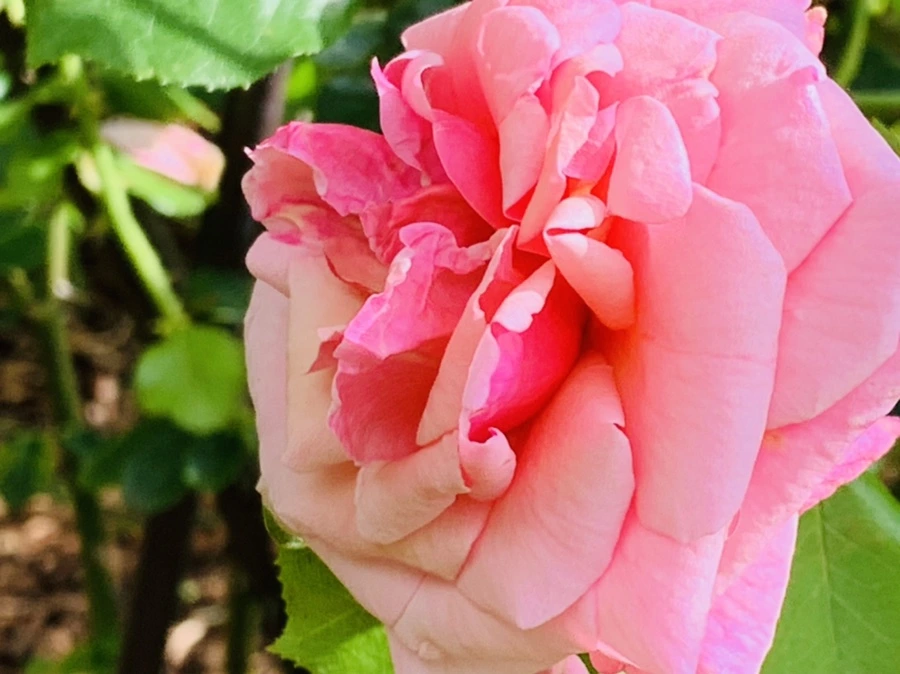 IMG_0548.jpg?type=w966