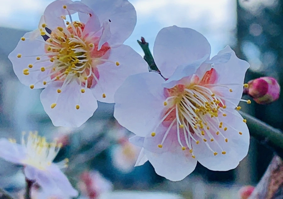 IMG_1020.jpg?type=w966