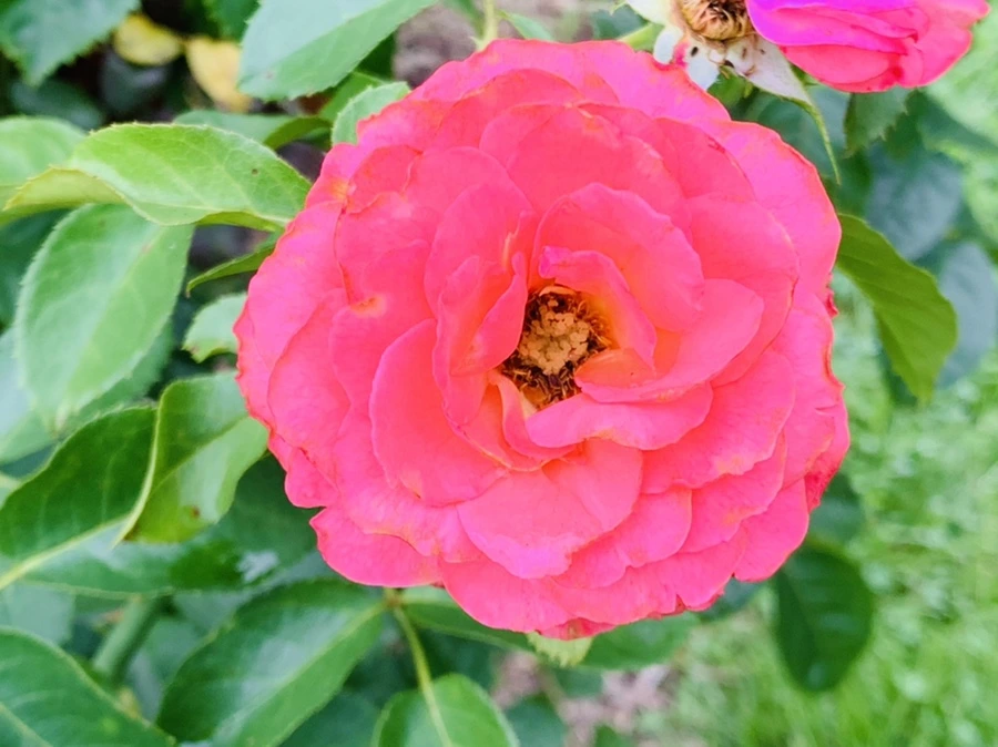 IMG_8699.jpg?type=w966