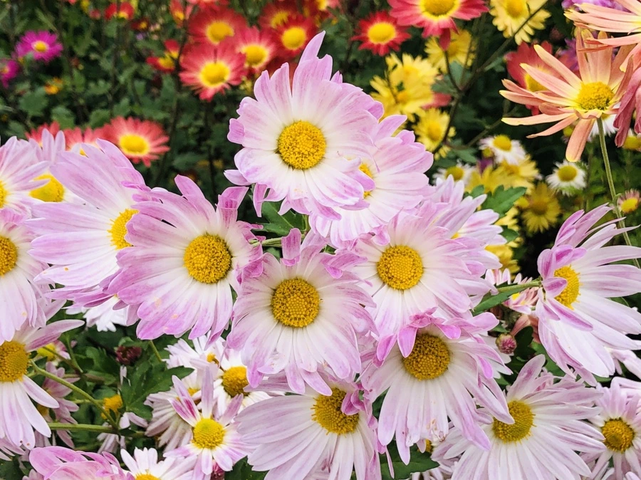 IMG_2578.jpg?type=w966