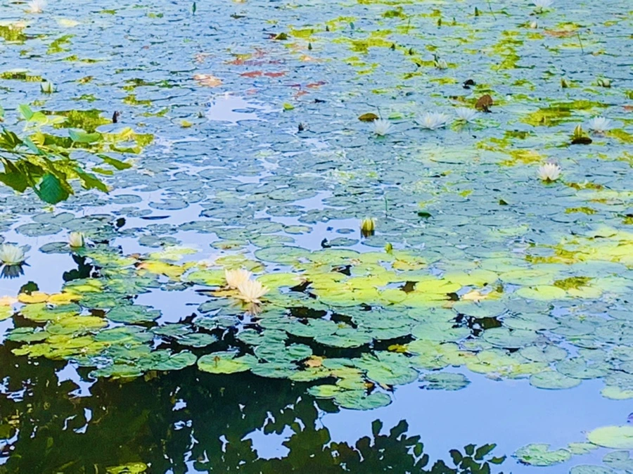 IMG_1224.jpg?type=w966