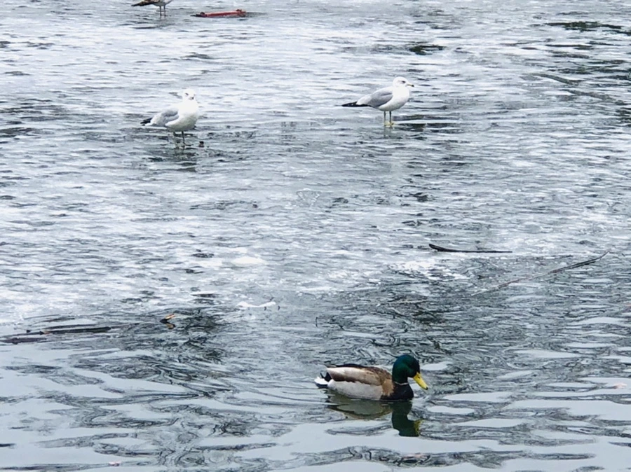 IMG_6146.jpg?type=w966