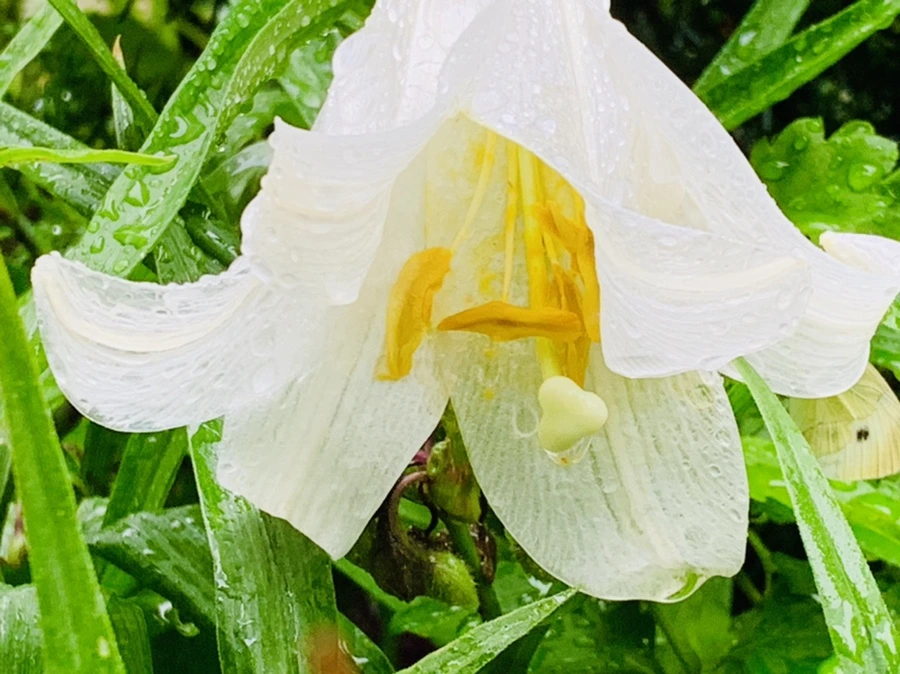 IMG_0127.jpg?type=w966