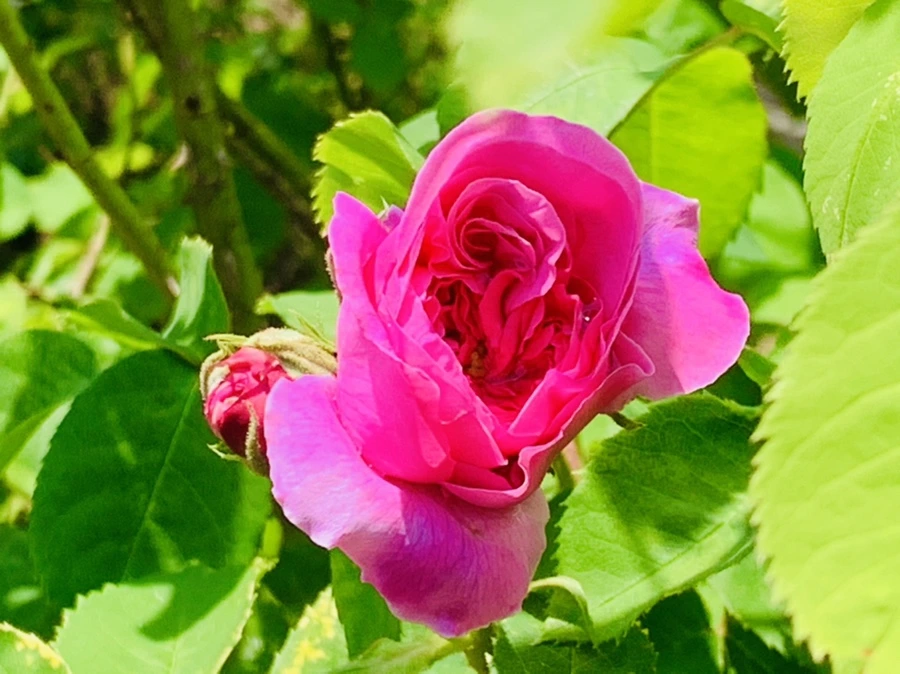 IMG_4141.jpg?type=w966