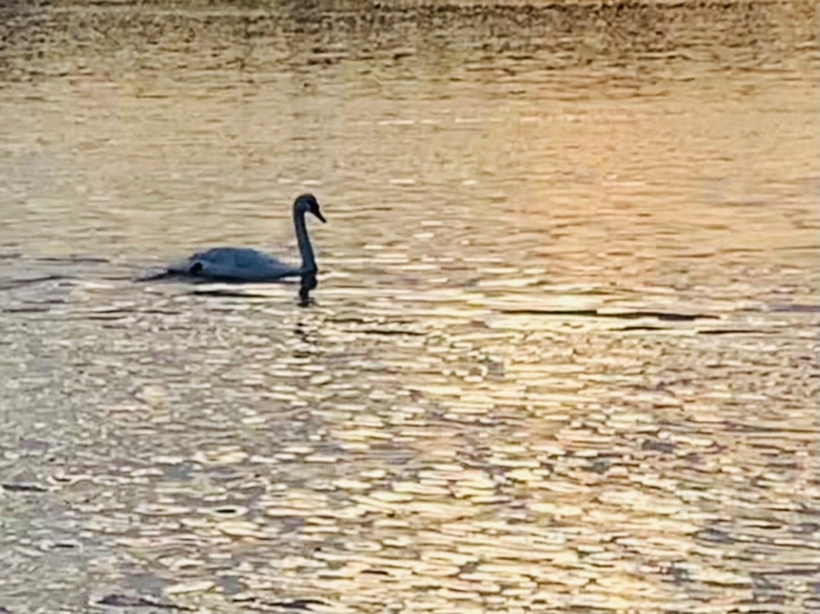 IMG_1423.jpg?type=w966