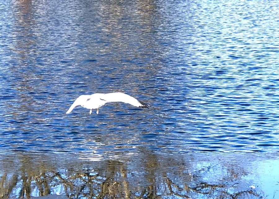 IMG_0592.jpg?type=w966