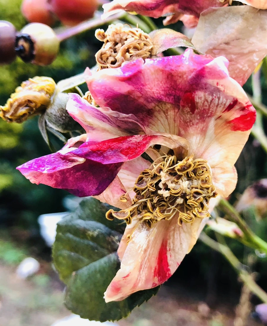 IMG_8158.jpg?type=w966