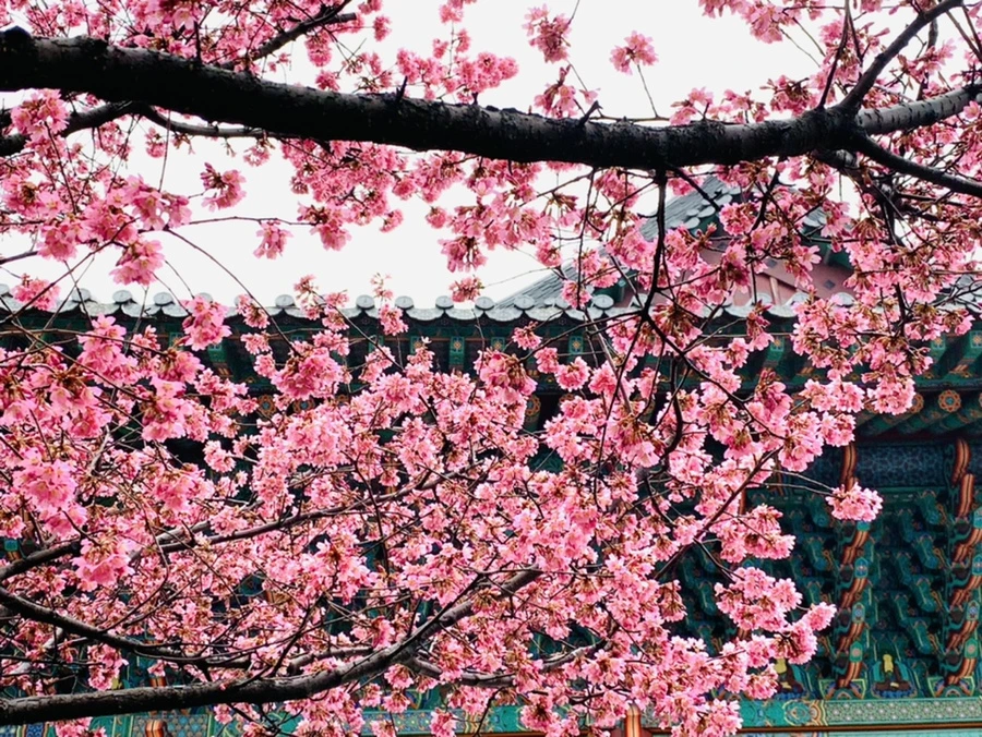 IMG_5227.jpg?type=w966