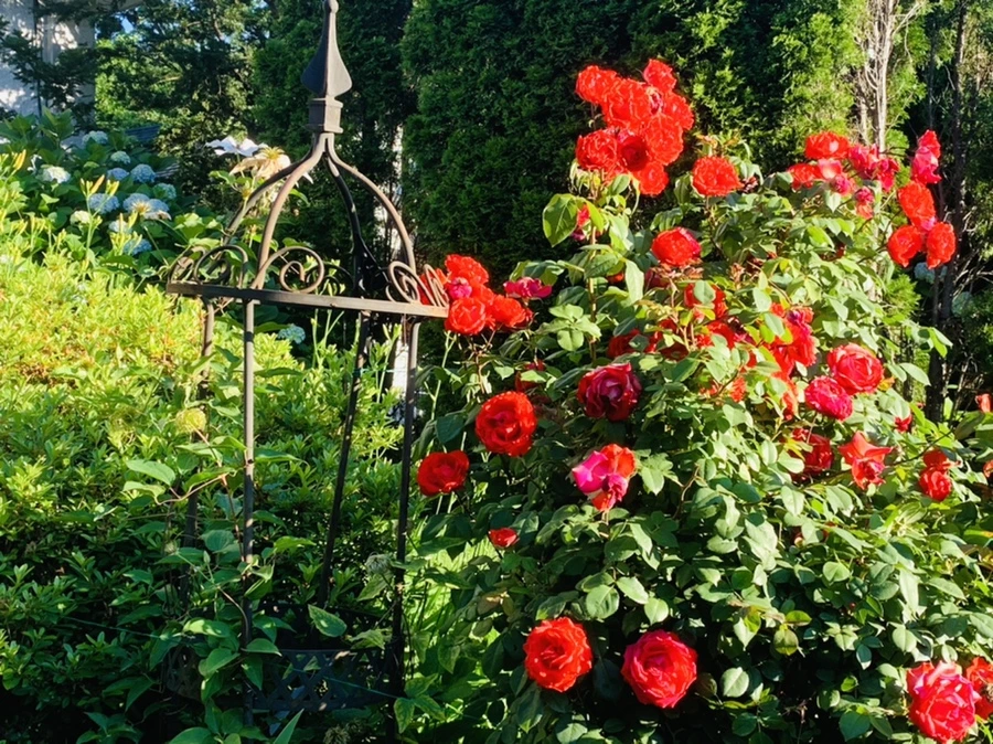 IMG_3961.jpg?type=w966