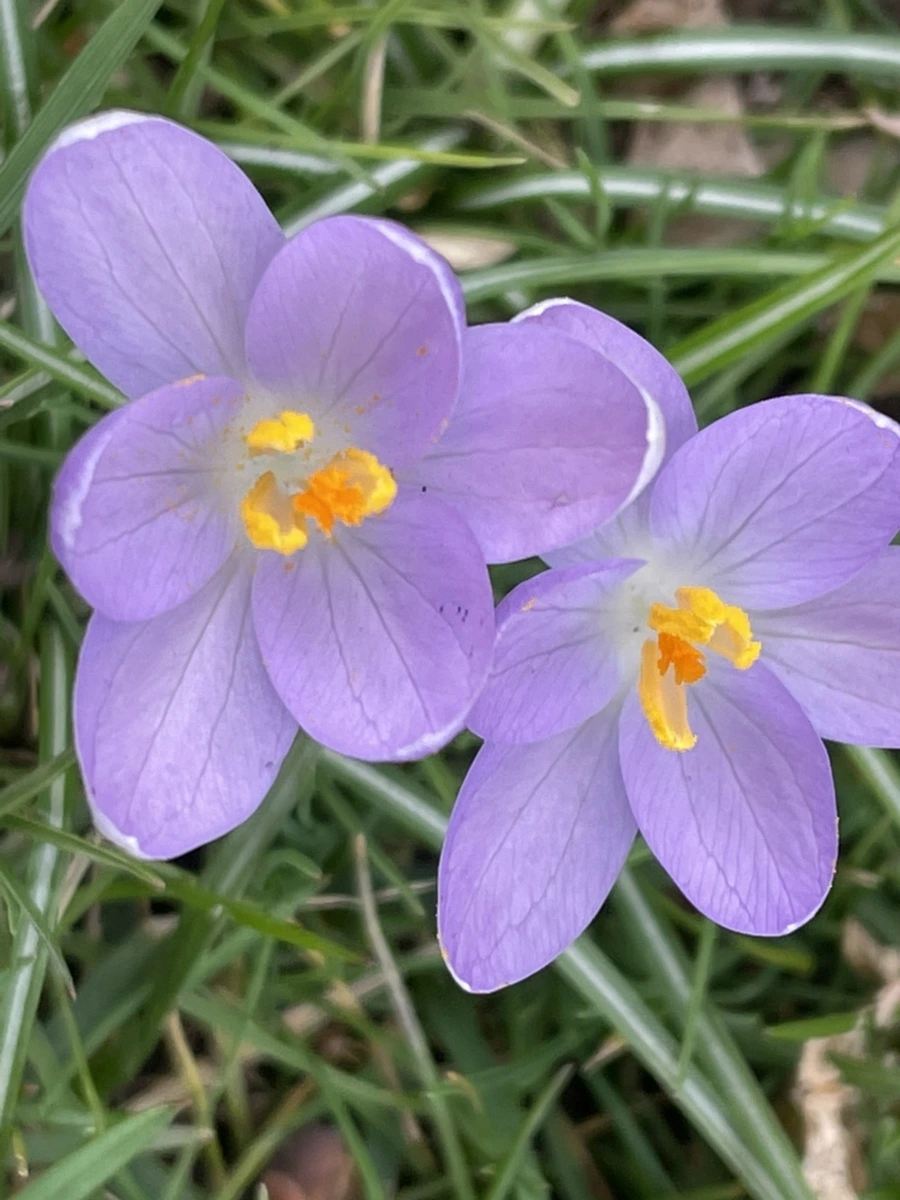 IMG_4064.jpg?type=w966